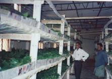 Rearing of mulberry silkworm