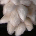 silks