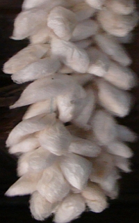 silks